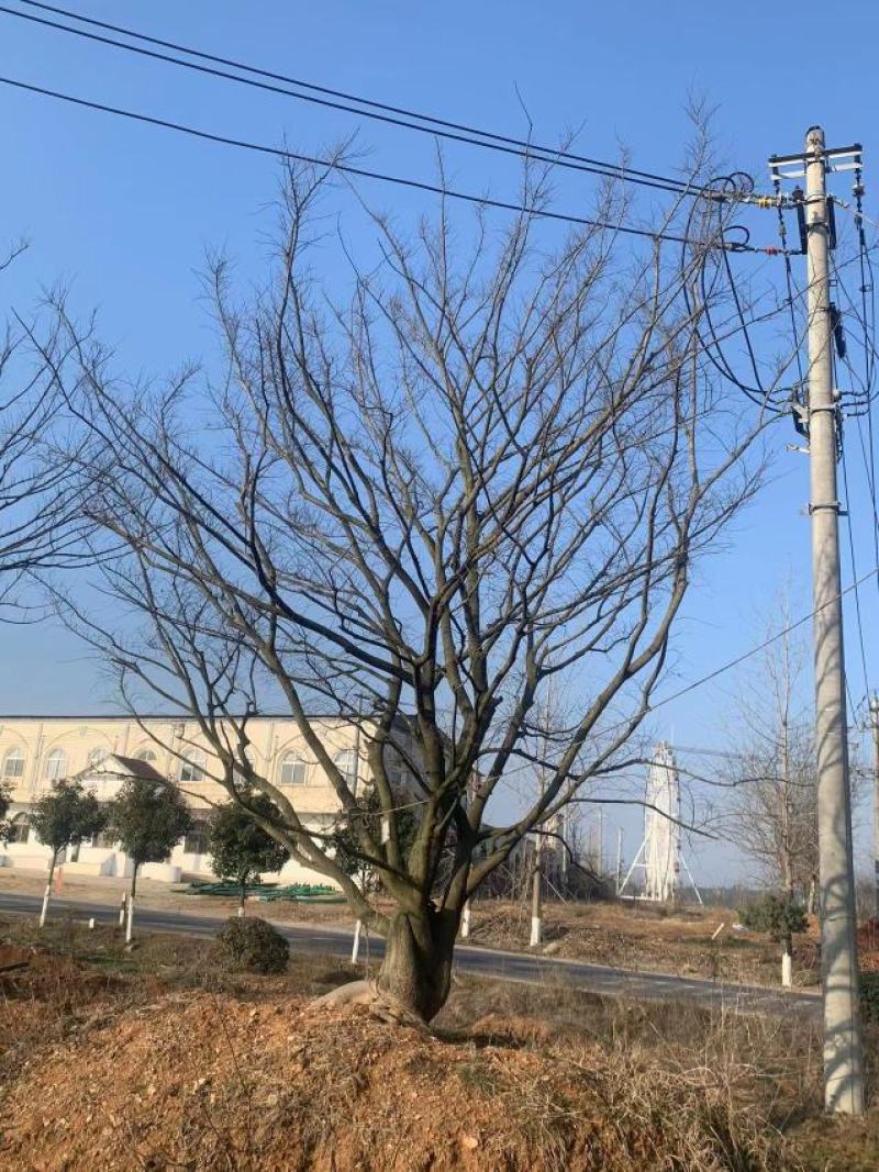 精品朴树