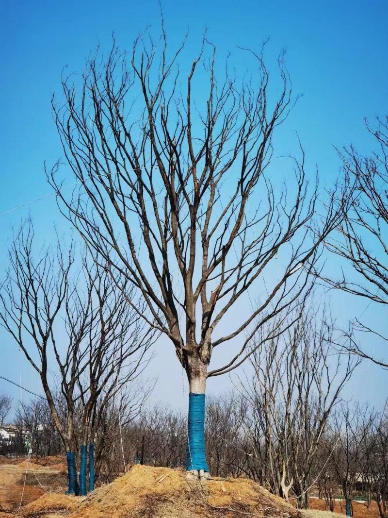精品朴树