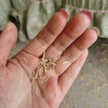 稻壳谷壳猪厂垫料填充物酿酒曲制醋土壤改善稻壳生物燃料现货