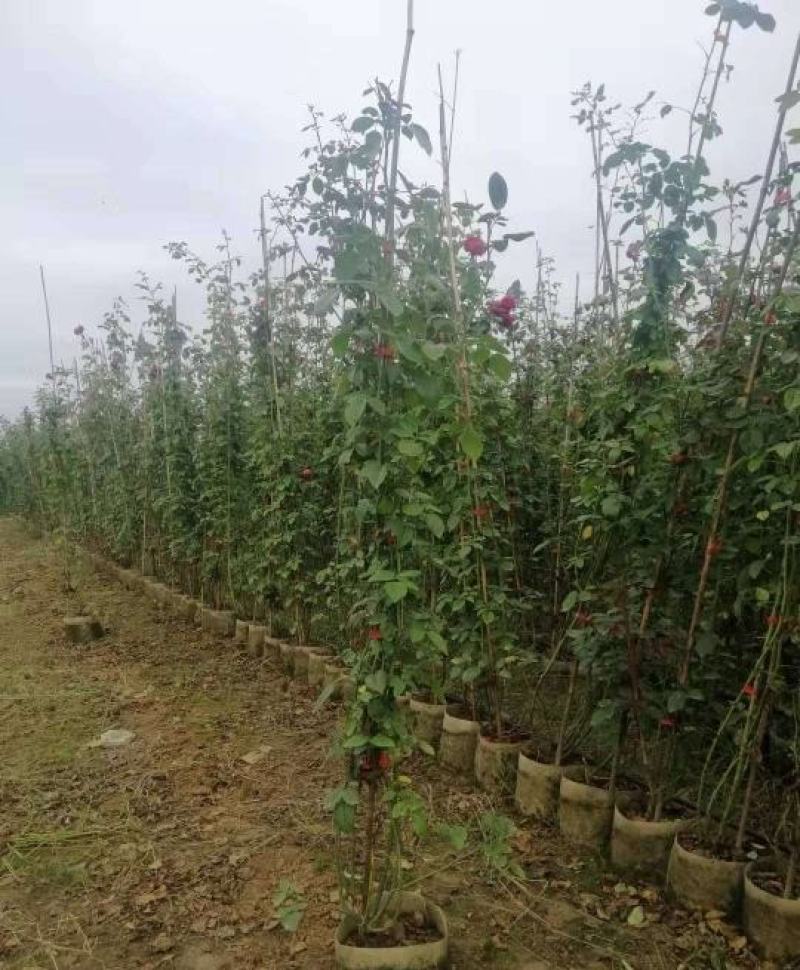 高度90厘米藤本月季质量有保证！量大从优！