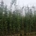 高度90厘米藤本月季质量有保证！量大从优！