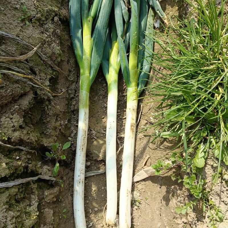 精品【热销中】铁杆大葱种植基地一手货源