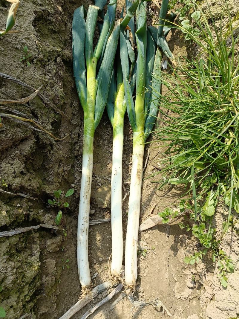 精品【热销中】铁杆大葱种植基地一手货源