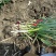 精品【热销中】铁杆大葱种植基地一手货源