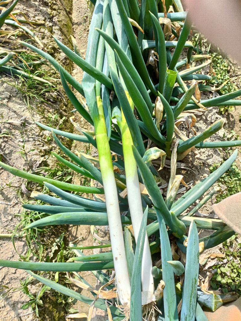 精品【热销中】铁杆大葱种植基地一手货源