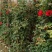 高度100厘米藤本月季质量有保证！量大从优！