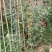 高度100厘米藤本月季质量有保证！量大从优！