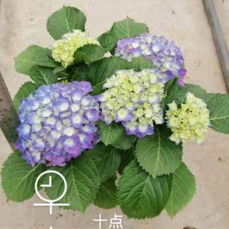 绣球精品八仙花佛山基地直供现货直发12盆装