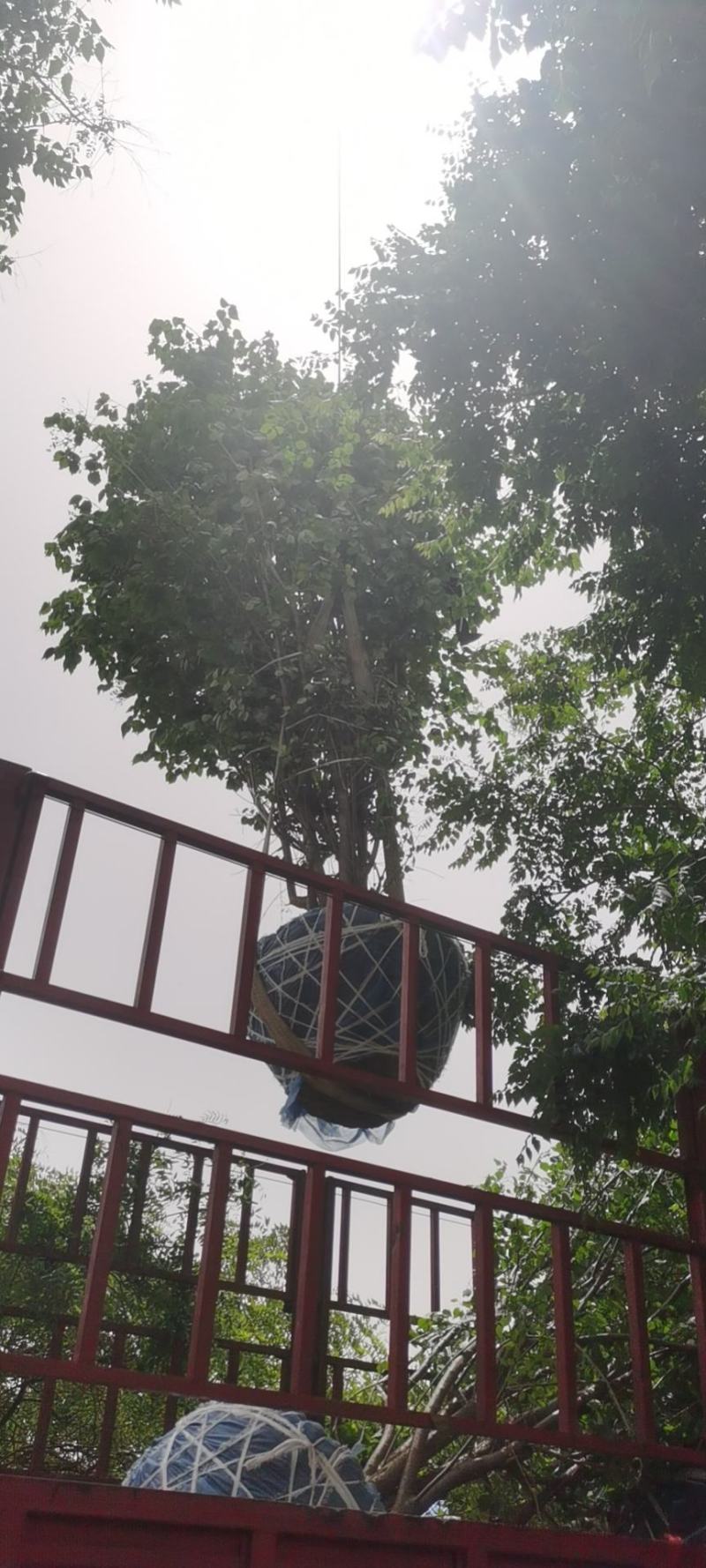 绚丽海棠