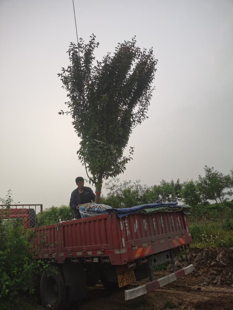 绚丽海棠