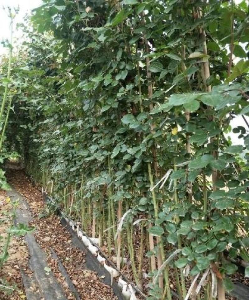 高度120厘米精品藤本月季质量有保证！量大从优！