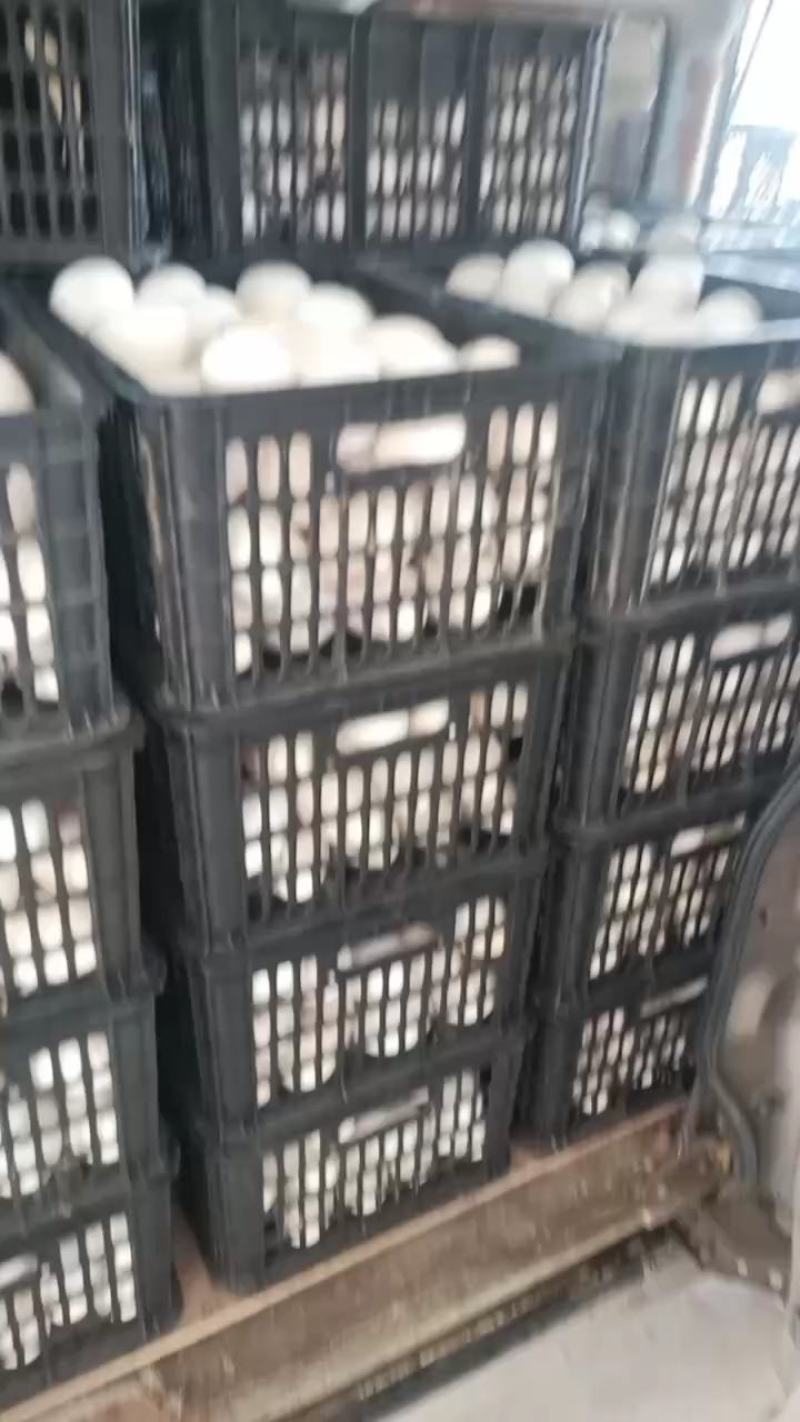 鹅蛋，农场散养鲜鹅蛋，鹅商品蛋个大新鲜，承接商超电商