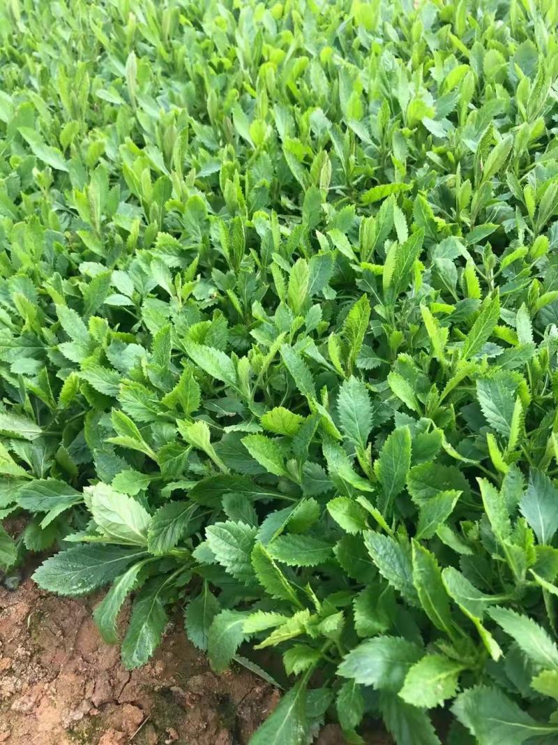 马鞭草