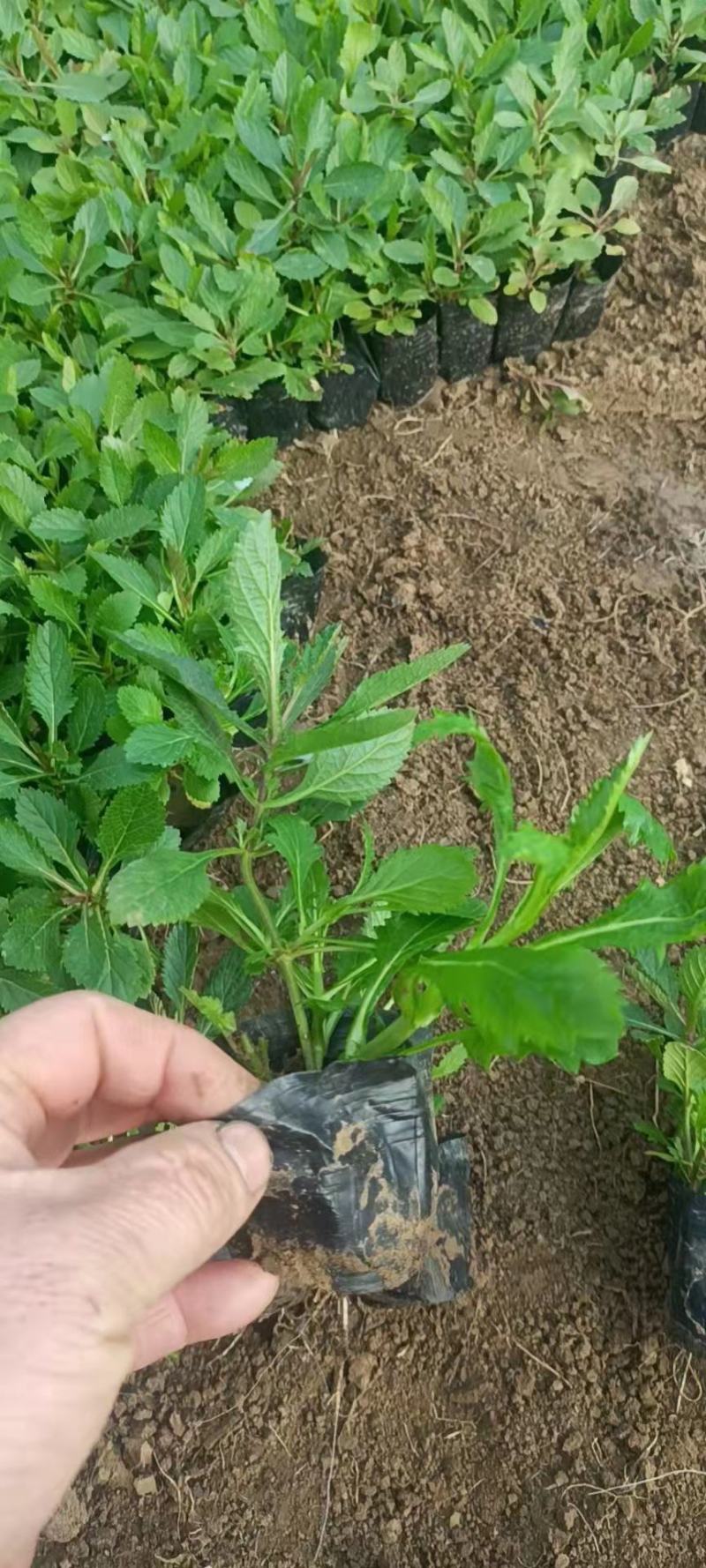 马鞭草
