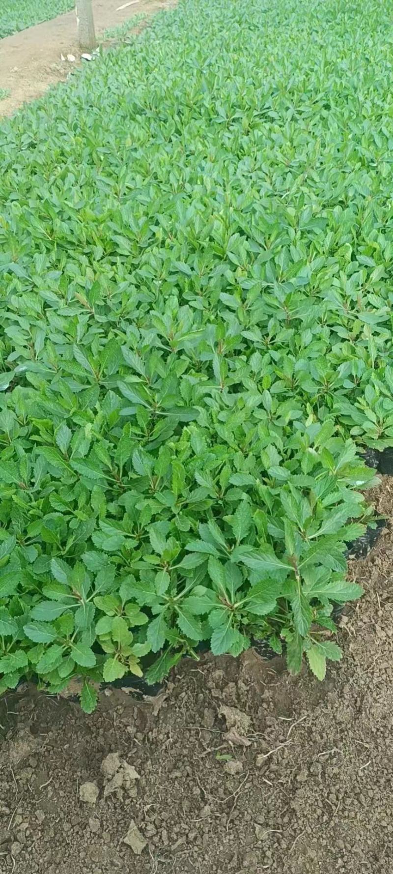 马鞭草
