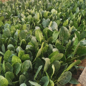 大叶菠菜大量上市