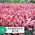 重庆巴南区红叶石楠年产量50万苗价格美丽
