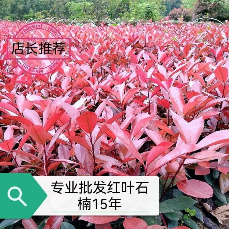 重庆巴南区红叶石楠年产量50万苗价格美丽