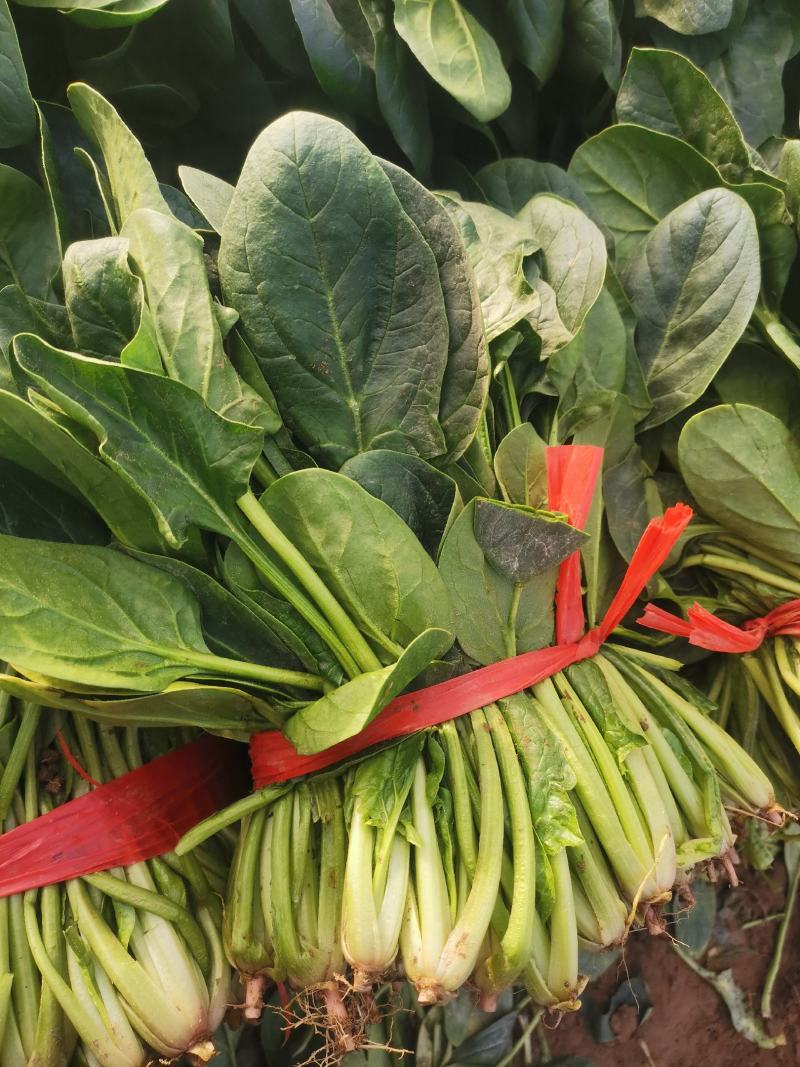 大叶菠菜大量上市