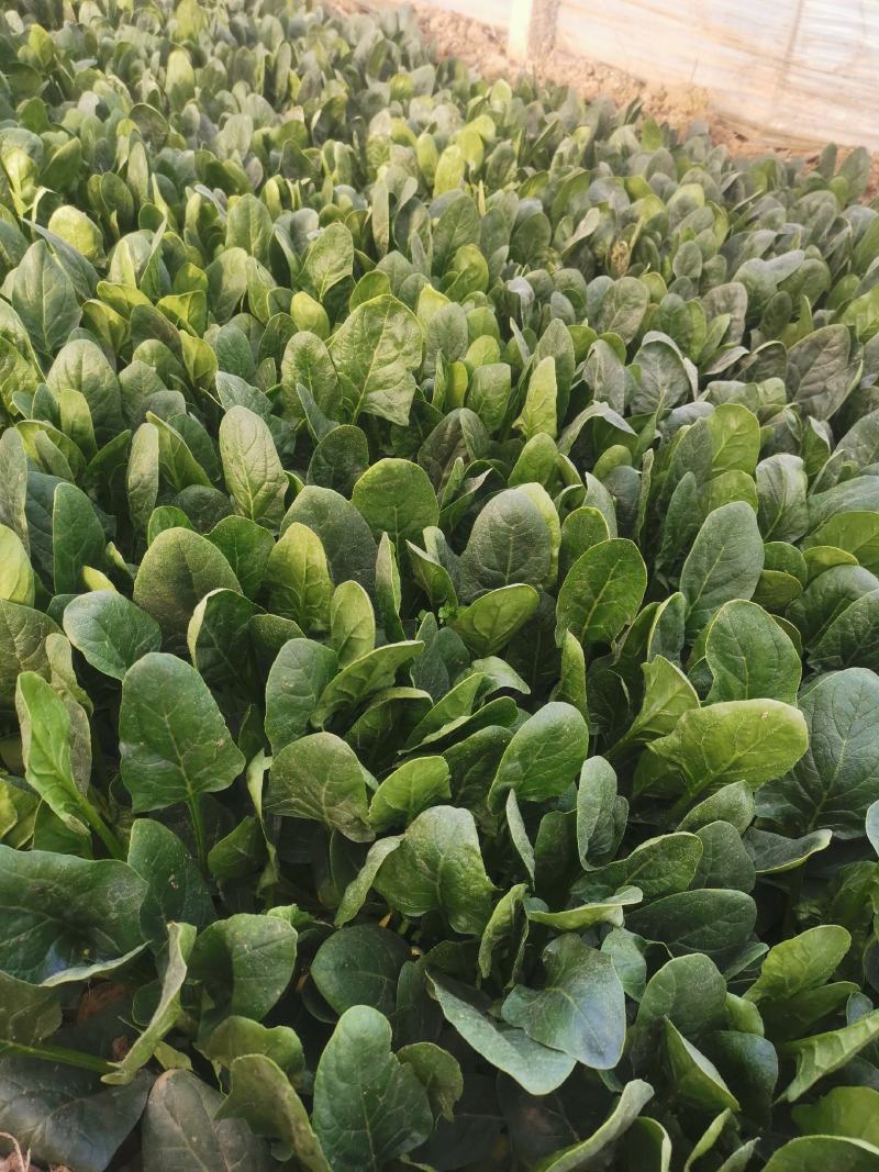 大叶菠菜大量上市