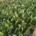 大叶菠菜大量上市