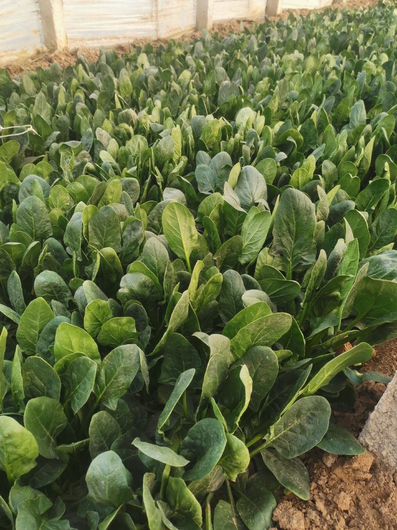 大叶菠菜大量上市