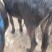 活驴肉驴架子驴公母小驴苗生长速度快适应能力强