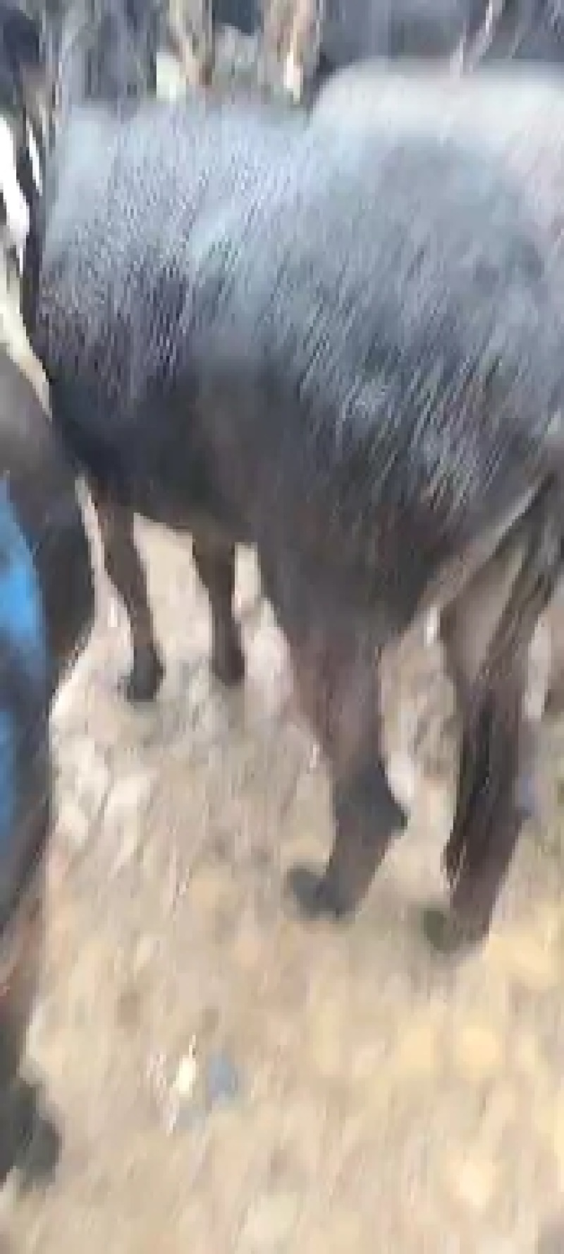 活驴肉驴架子驴公母小驴苗生长速度快适应能力强