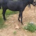 活驴肉驴架子驴公母小驴苗生长速度快适应能力强
