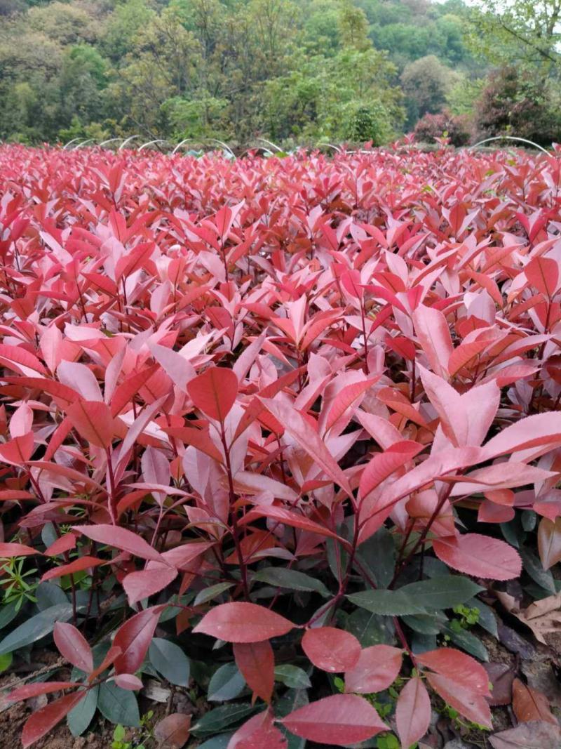 重庆巴南区红叶石楠年产量50万苗价格美丽