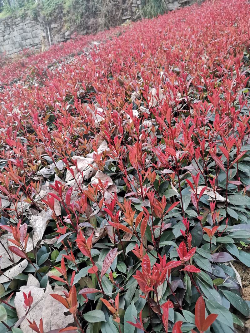 重庆巴南区红叶石楠年产量50万苗价格美丽
