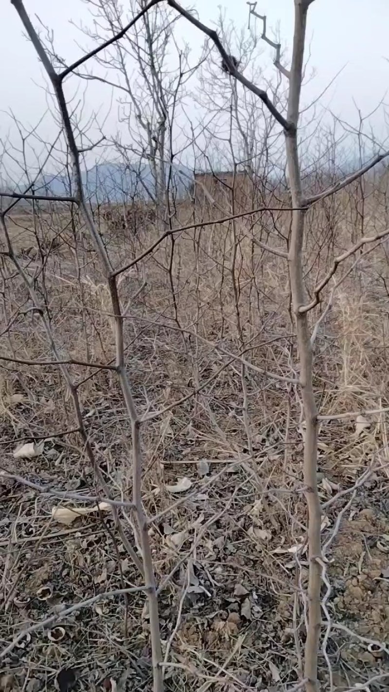 冬枣树苗，大量出售，保证纯度，免费后期技术指导一直到丰产