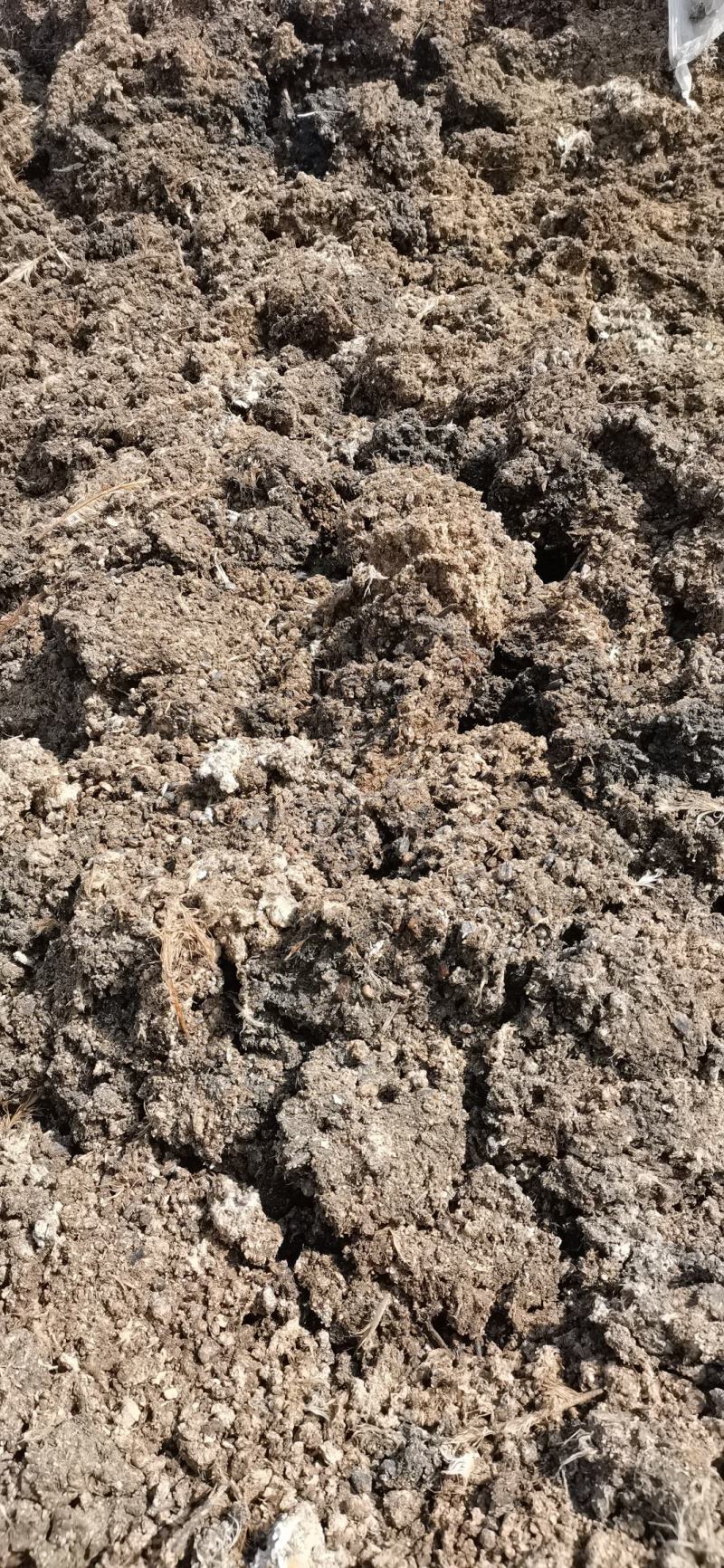新疆阿克苏大型国企一级原粮喂食鸽子粪喂鱼种地果蔬有机肥
