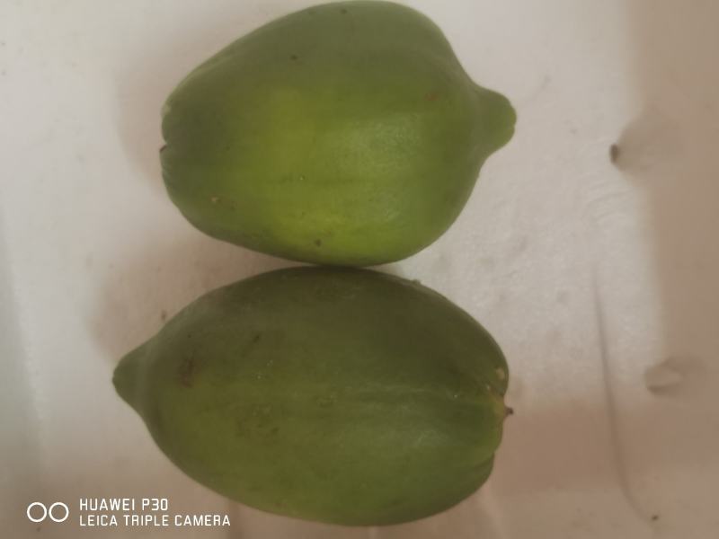 广西木瓜新鲜蔬菜木瓜木瓜沙拉木瓜煲汤下奶