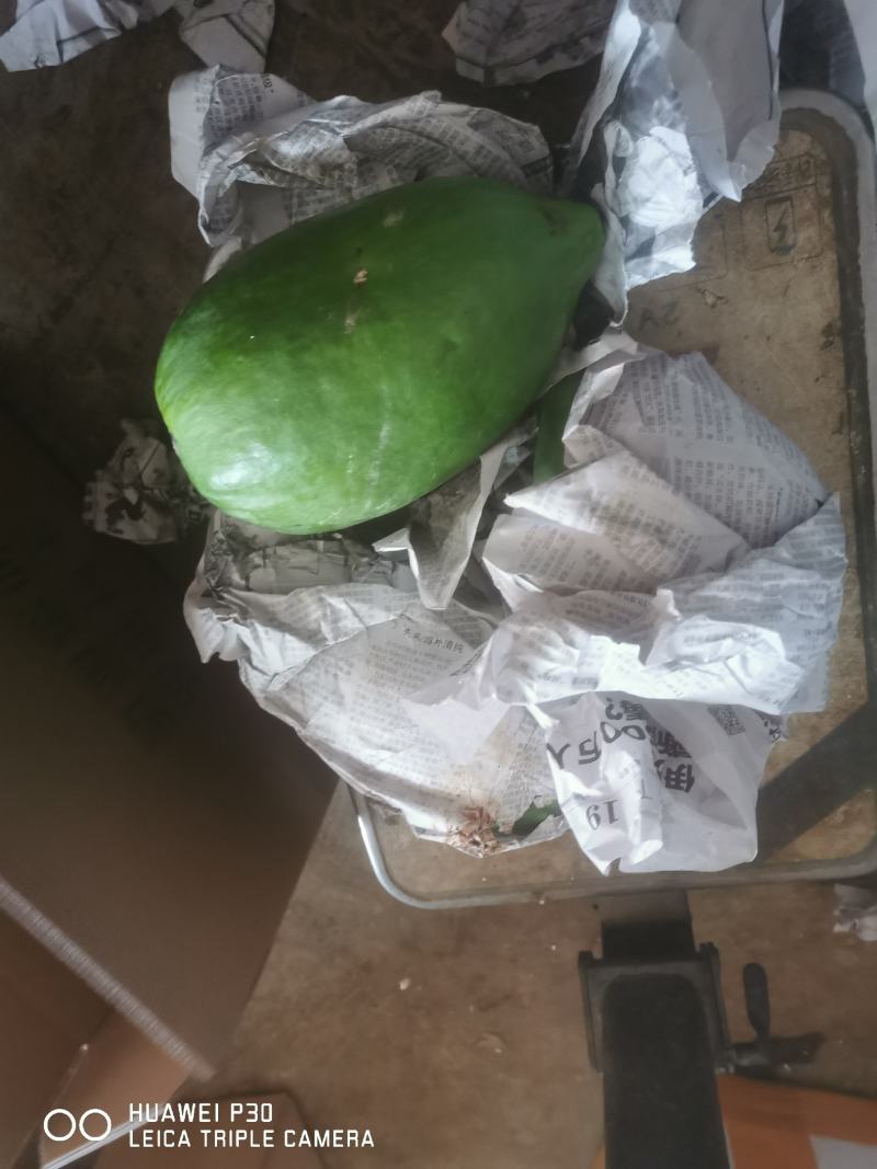 广西木瓜新鲜蔬菜木瓜木瓜沙拉木瓜煲汤下奶