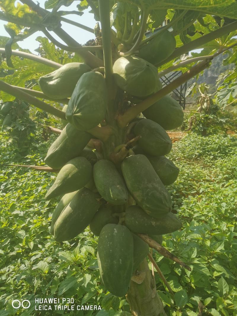 广西木瓜新鲜蔬菜木瓜木瓜沙拉木瓜煲汤下奶