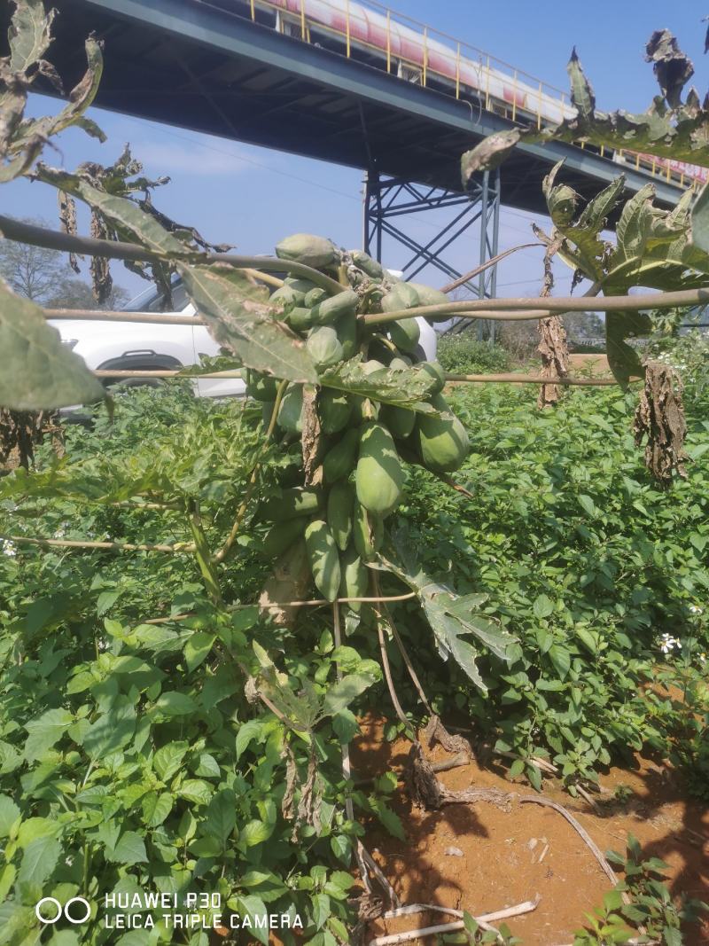 广西木瓜新鲜蔬菜木瓜木瓜沙拉木瓜煲汤下奶