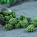 三七花正品正宗云南文山非野生特级新四年干三七花田七花茶