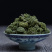 三七花正品正宗云南文山非野生特级新四年干三七花田七花茶