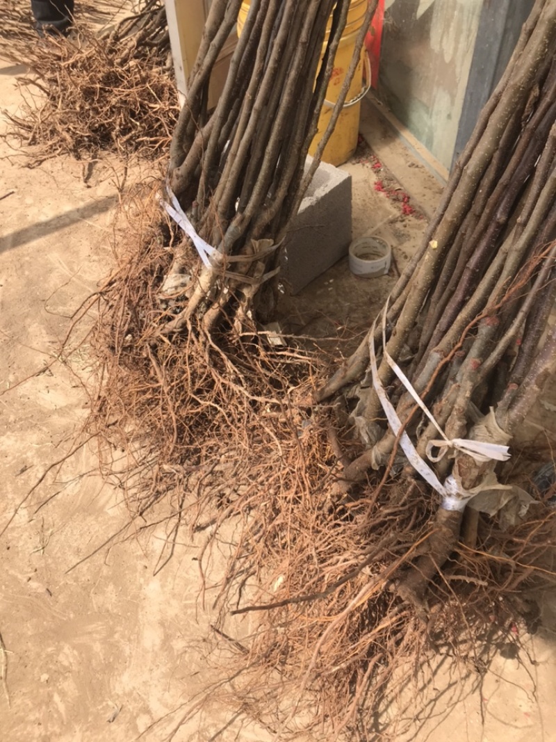 鸡心果树苗双八以上嫁接苗，适合全国大部分地区种植