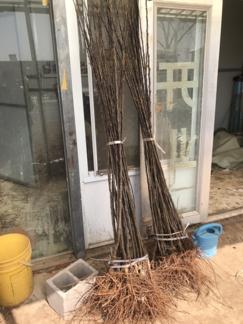 鸡心果树苗双八以上嫁接苗，适合全国大部分地区种植