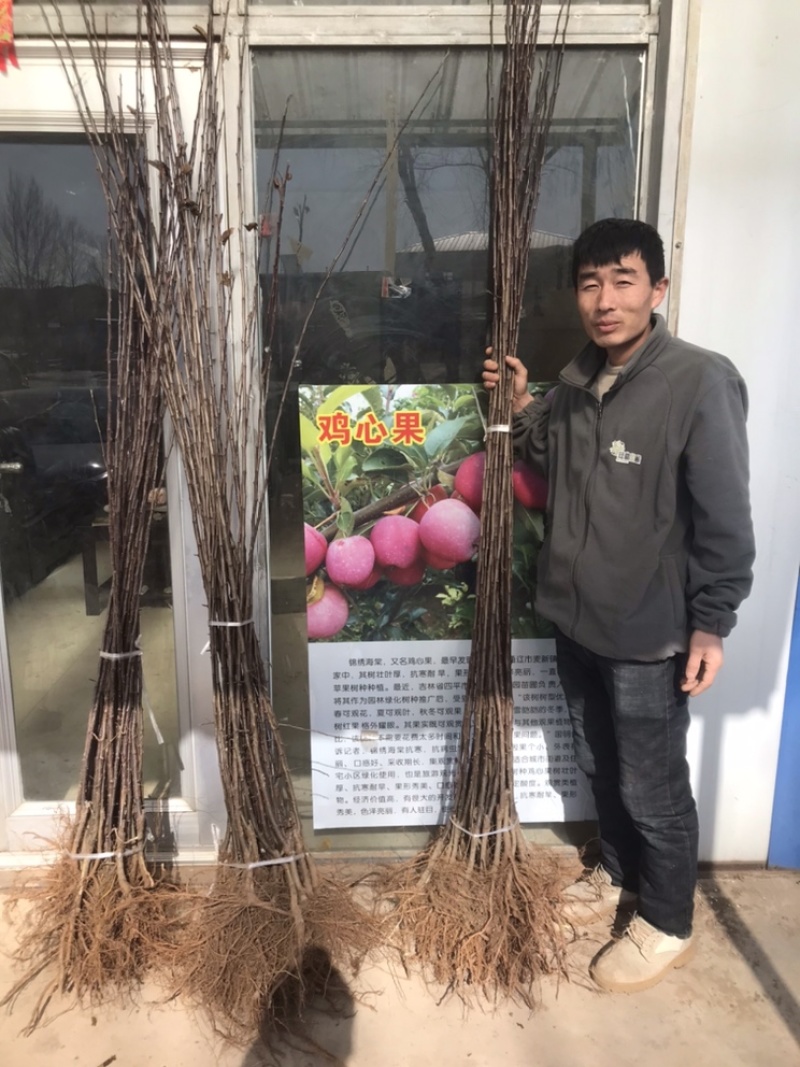 鸡心果树苗双八以上嫁接苗，适合全国大部分地区种植