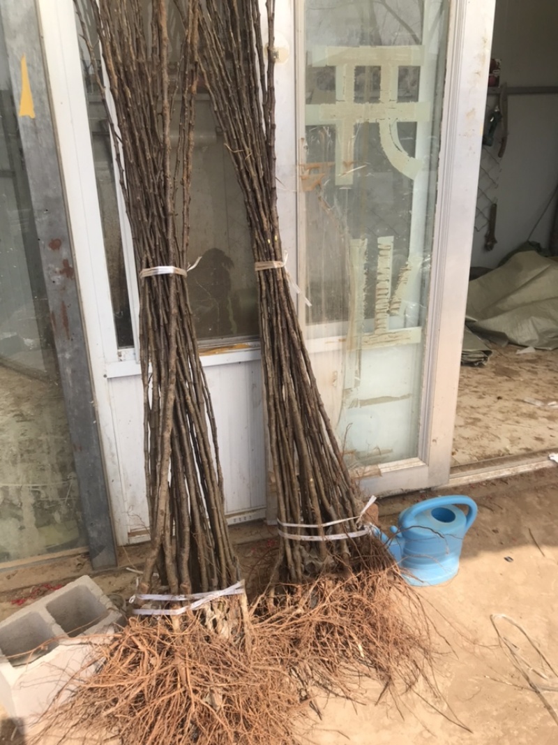 鸡心果树苗双八以上嫁接苗，适合全国大部分地区种植