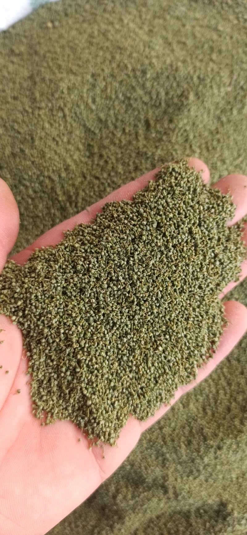 三七花正品正宗云南文山非野生特级新四年干三七花田七花茶