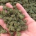 三七花正品正宗云南文山非野生特级新四年干三七花田七花茶