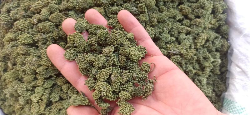 三七花正品正宗云南文山非野生特级新四年干三七花田七花茶