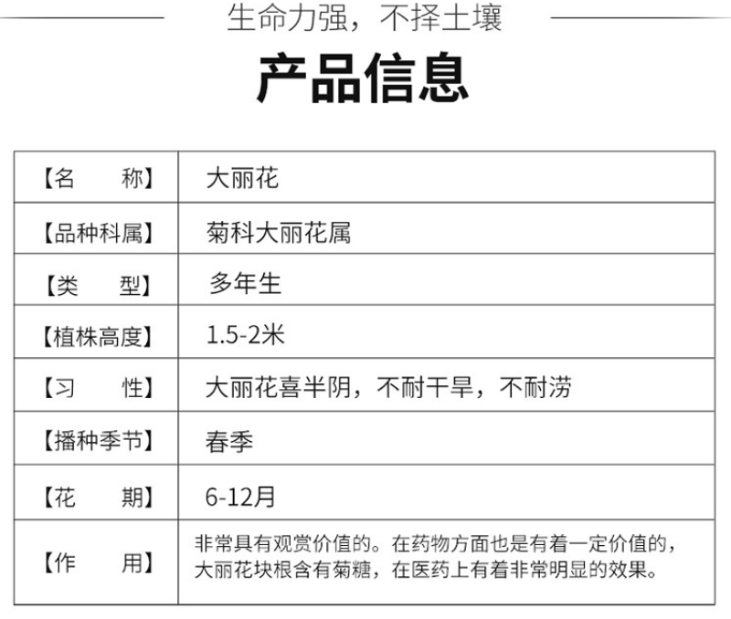 大丽花种子小丽花种子四季易活庭院种植重瓣盆栽天竺牡丹