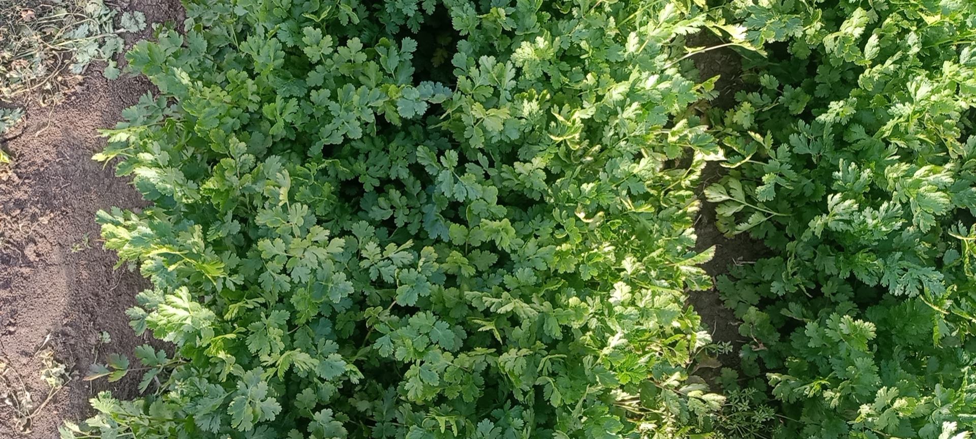 泰国大叶香菜植株特写