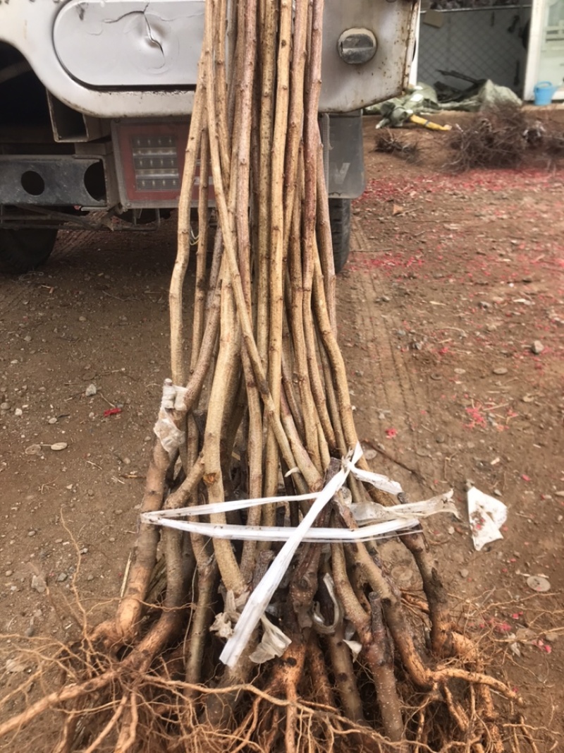 大金星山楂树苗结果早苗木质量好。适合全国大部分地区种植