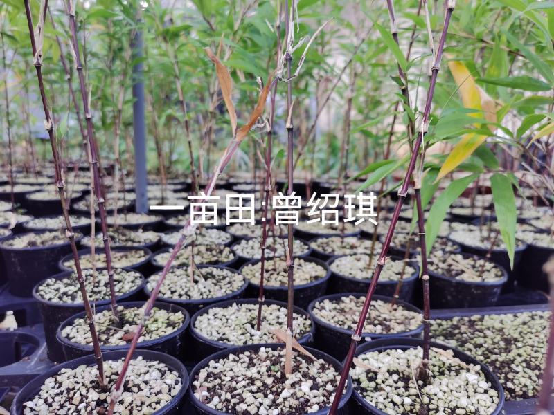 竹子贵族紫寒竹红寒竹盆栽朱竹漂亮带盆发货基地直销紫寒竹